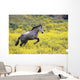 Andalucian Horse Wall Mural