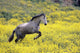 Andalucian Horse Wall Mural