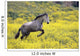 Andalucian Horse Wall Mural