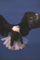 Bald Eagle Hovering In The Air Wall Mural