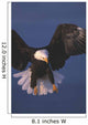 Bald Eagle Hovering In The Air Wall Mural