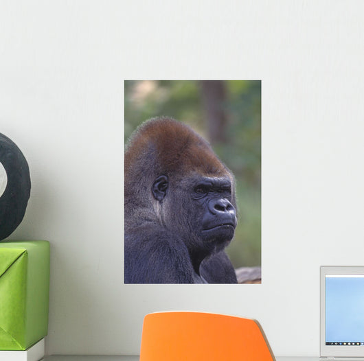 Portrait Of A Gorilla Wall Mural