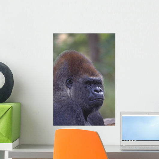 Portrait Of A Gorilla Wall Mural