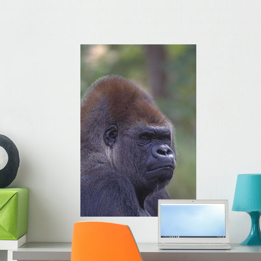 Portrait Of A Gorilla Wall Mural
