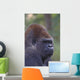 Portrait Of A Gorilla Wall Mural