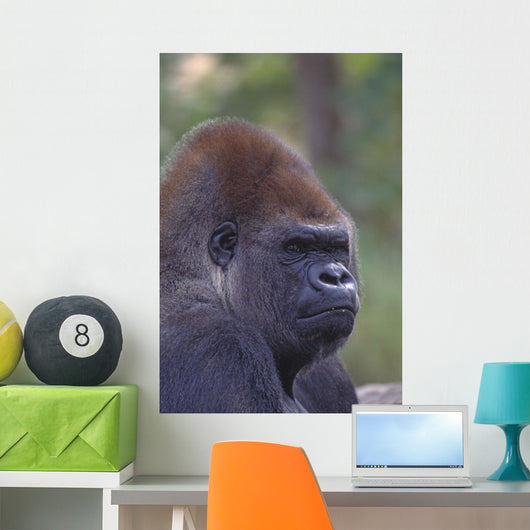 Portrait Of A Gorilla Wall Mural