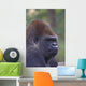 Portrait Of A Gorilla Wall Mural