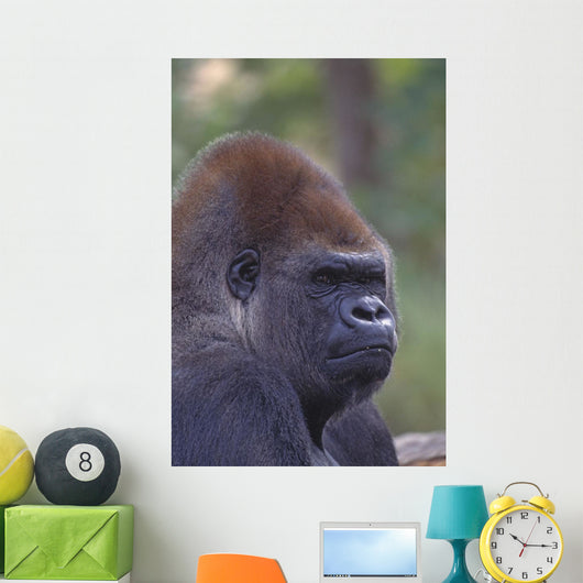 Portrait Of A Gorilla Wall Mural
