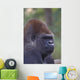 Portrait Of A Gorilla Wall Mural