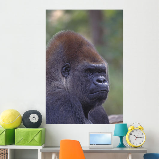 Portrait Of A Gorilla Wall Mural