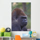 Portrait Of A Gorilla Wall Mural