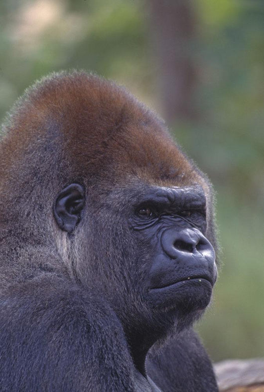 Portrait Of A Gorilla Wall Mural
