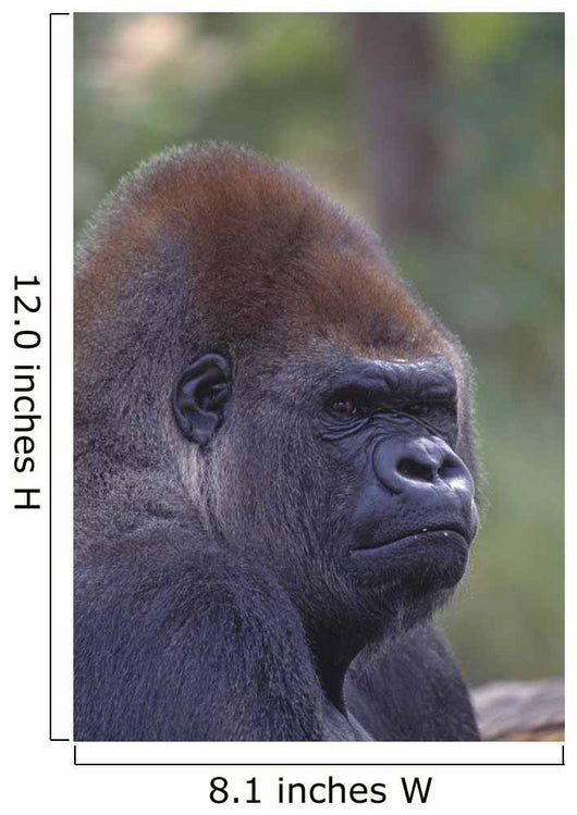 Portrait Of A Gorilla Wall Mural
