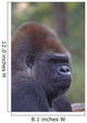 Portrait Of A Gorilla Wall Mural