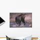 Grizzly Bear Running Through Stream Wall Mural