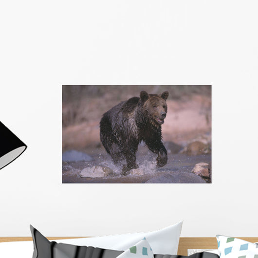 Grizzly Bear Running Through Stream Wall Mural