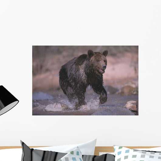 Grizzly Bear Running Through Stream Wall Mural