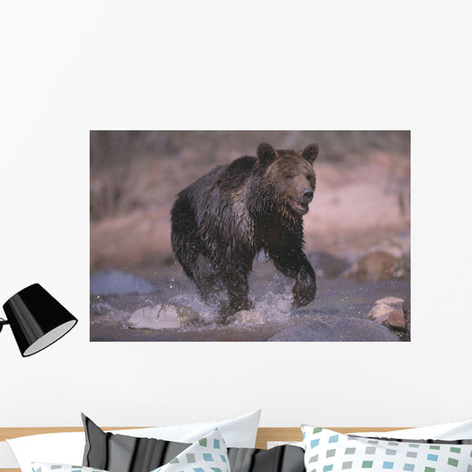 Grizzly Bear Running Through Stream Wall Mural