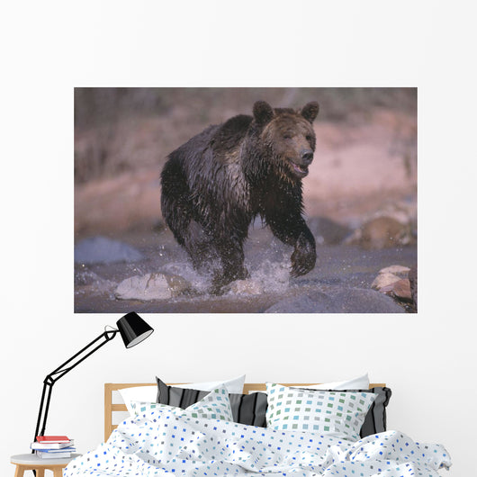 Grizzly Bear Running Through Stream Wall Mural