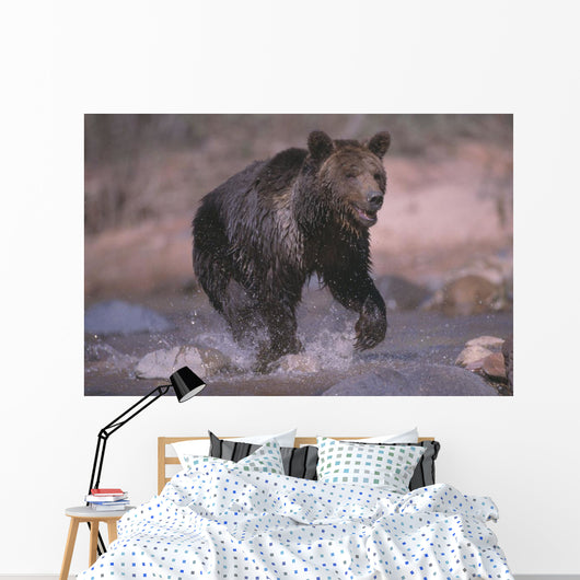 Grizzly Bear Running Through Stream Wall Mural