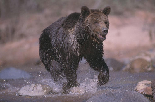 Grizzly Bear Running Through Stream Wall Mural