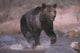 Grizzly Bear Running Through Stream Wall Mural