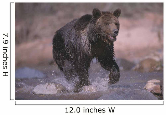 Grizzly Bear Running Through Stream Wall Mural