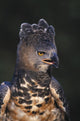 African Crowned Eagle Wall Mural