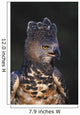 African Crowned Eagle Wall Mural