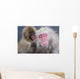 Older Snow Monkey Being Groomed By A Younger Monkey Wall Mural