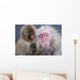 Older Snow Monkey Being Groomed By A Younger Monkey Wall Mural