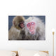 Older Snow Monkey Being Groomed By A Younger Monkey Wall Mural