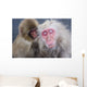 Older Snow Monkey Being Groomed By A Younger Monkey Wall Mural