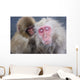 Older Snow Monkey Being Groomed By A Younger Monkey Wall Mural