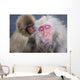 Older Snow Monkey Being Groomed By A Younger Monkey Wall Mural