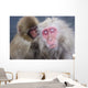 Older Snow Monkey Being Groomed By A Younger Monkey Wall Mural