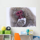 Japanese Snow Monkey Wall Mural
