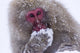 Japanese Snow Monkey Wall Mural