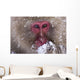Japanese Snow Monkey Wall Mural