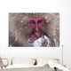 Japanese Snow Monkey Wall Mural