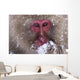 Japanese Snow Monkey Wall Mural