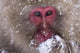 Japanese Snow Monkey Wall Mural