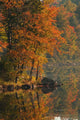 Autumn Scenic Wall Mural