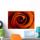 Closeup Of A Rose Wall Mural
