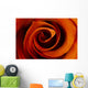 Closeup Of A Rose Wall Mural