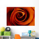 Closeup Of A Rose Wall Mural