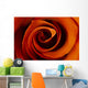 Closeup Of A Rose Wall Mural