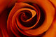 Closeup Of A Rose Wall Mural