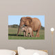 African Elephant Baby and Wall Mural