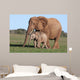 African Elephant Baby and Wall Mural